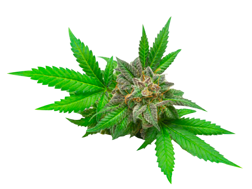 marijuana cannabis